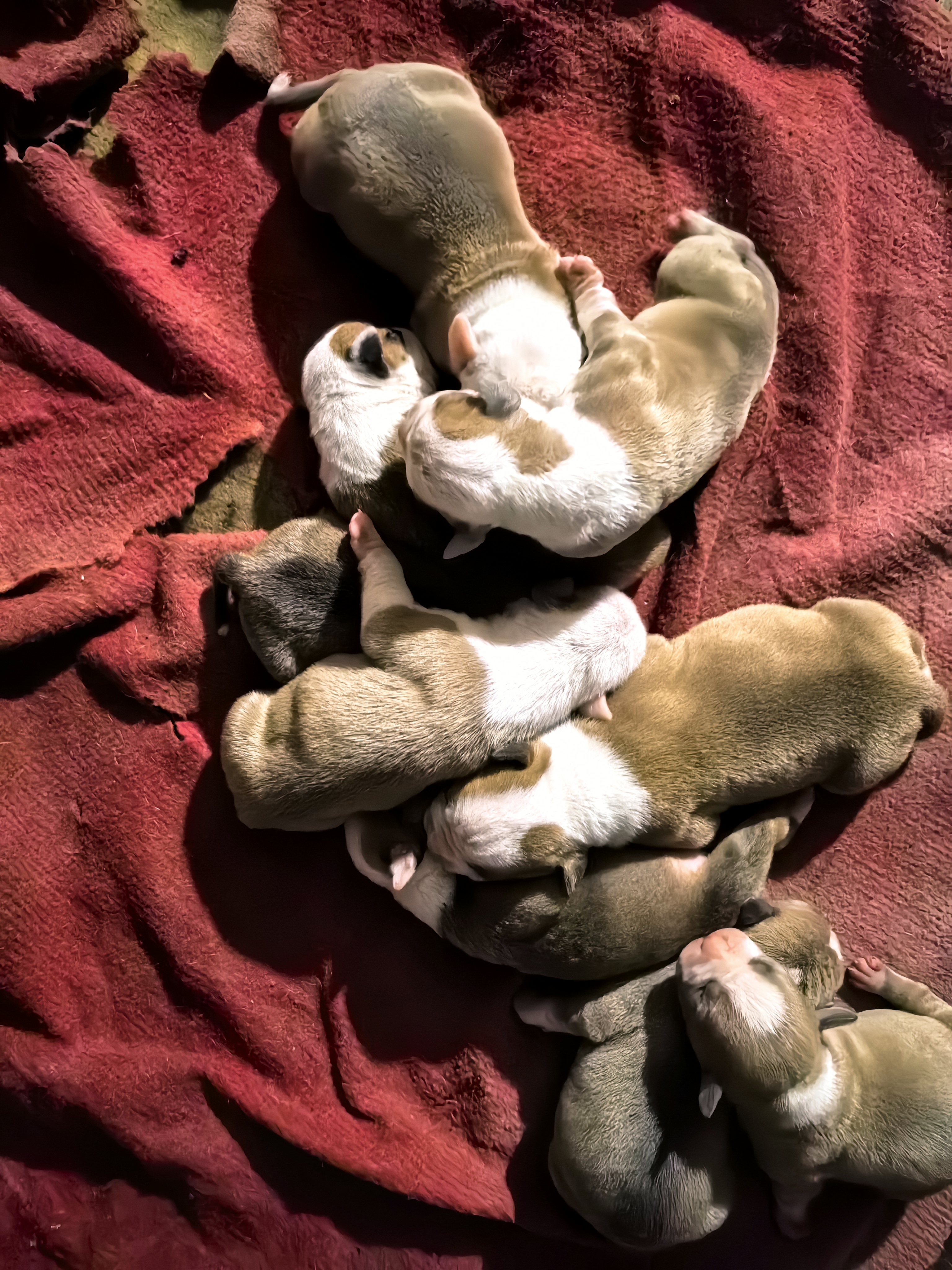 斯塔福幼犬1窝9只6母3公
